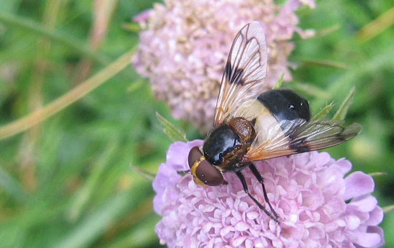 Volucella pellucens F (Syrphidae)